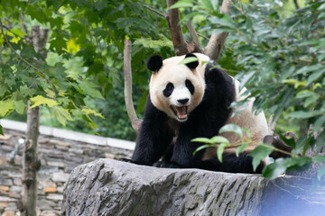 Obraz premium Close up Sweet panda returned from South Korea , Fu Bao , Wolong Panda Base