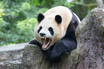 Close up Sweet panda returned from South Korea , Fu Bao , Wolong Panda Base