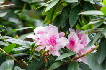 Beautiful Rhododendron simsii flowers in the real garden - a rhododendron species native to East Asia.