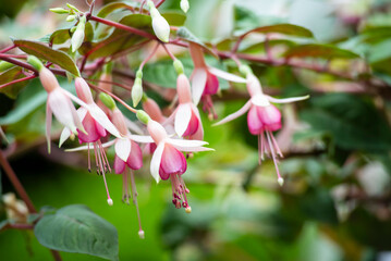 Selective focus of Fuchsia magellanica, beautiful flower in the garden. Hummingbird fuchsia or...