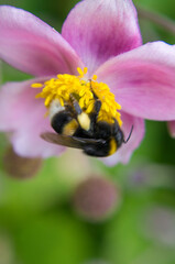 bee on a flower