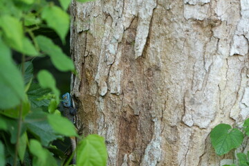 Blue-Headed Tree Agama on Bark: Jewel of the African Forest - portrait taken in Uganda