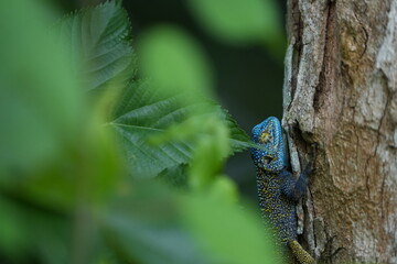 Blue-Headed Tree Agama on Bark: Jewel of the African Forest - portrait taken in Uganda