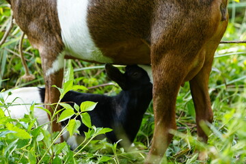 Fototapeta premium young goat feeding with his mother in uganda africa