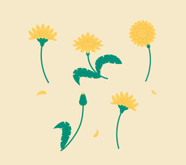 Dandelion Collection Flat illustration in simple style.