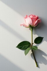 Fototapeta premium A single pink rose with green leaves, bathed in soft sunlight on a white background