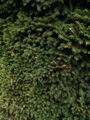 green moss background