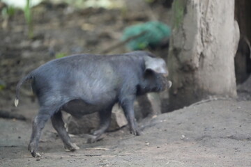 pig walking around a farm in uganda