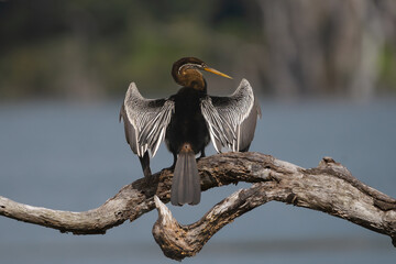 Oriental darter - Anhinga melanogaster, snakebird perched drying wings with blue water in background. Photo from Wilpattu National Park in Sri Lanka.	