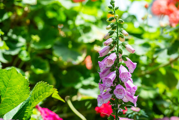 Beautiful flowers of digitalis purpurea, the foxglove or common foxglove, a toxic species of...