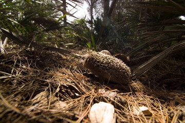 Young hedgehog in spring forest Riccio o Porcospino (Erinaceus europaeus). Porto Conte. Parco Regionale di Capo Caccia Punta Giglio. Alghero. Sassari. Sardegna. Italia.