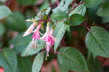 Selective focus of Fuchsia magellanica, beautiful flower in the garden. Hummingbird fuchsia or...