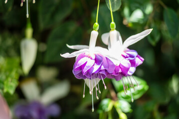 Selective focus of Fuchsia magellanica, beautiful flower in the garden. Hummingbird fuchsia or...