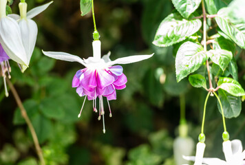 Selective focus of Fuchsia magellanica, beautiful flower in the garden. Hummingbird fuchsia or...