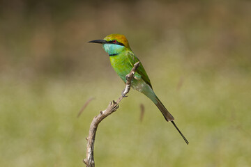 Asian green bee-eater, little green bee-eater, green bee-eater - Merops orientalis perched at green background. Photo from Wilpattu National Park in Sri Lanka.