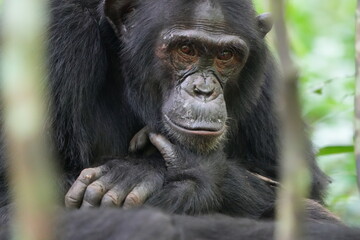 portrait headshot of a male chimpanzee in the kibale national forest in uganda, human like, tourism, thinking expression