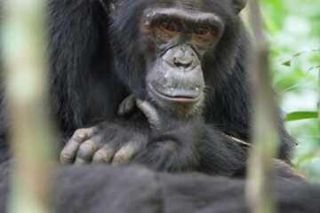portrait headshot of a male chimpanzee in the kibale national forest in uganda, human like, tourism, thinking expression