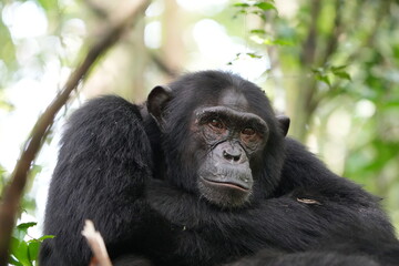 portrait of a male chimpanzee  in the kibale national forest tanzania, close up