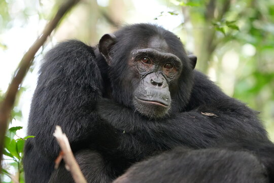 portrait of a male chimpanzee  in the kibale national forest tanzania, close up
