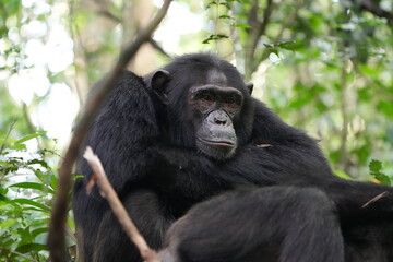 male chimpanzee sitting and staring ahead in the kibale national forest uganda, wallpaper and portrait