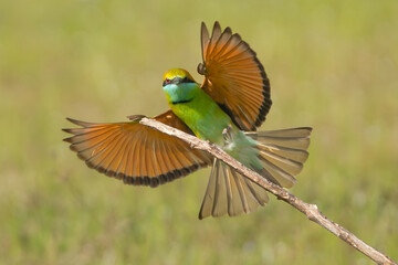 Asian green bee-eater, little green bee-eater, green bee-eater  - Merops orientalis landing on perch with spanned wings at green background. Photo from Wilpattu National Park in Sri Lanka.