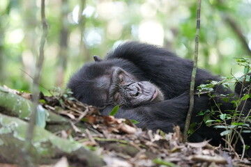 sleeping male chimpanzee in the kibale national forest, portrait headshot close up, tourism safari, chimpanzees in uganda