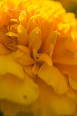 close up of a yellow flower