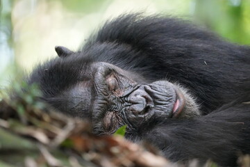 sleeping chimpansee male in kibale national park uganda