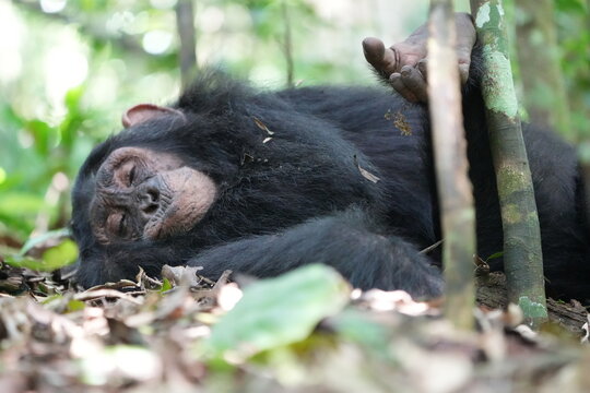 young chimpanzee sleeping in the kibale national forest in uganda, sleepy kid - Powered by Adobe