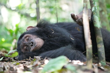 sleeping chimpansee (chimp) in kibale national park uganda portrait