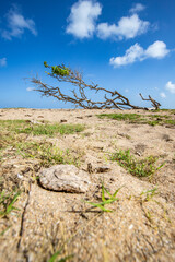 Nature in a special way, trees grow with the wind, in an open space by the sea, a unique tree is...