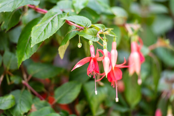 Selective focus of Fuchsia magellanica, beautiful flower in the garden. Hummingbird fuchsia or hardy fuchsia is a species of flowering plant in the family of Evening Primrose.  Floral background.