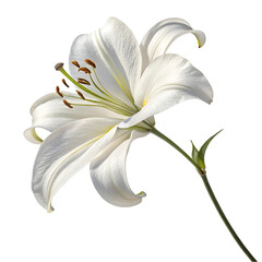 Obraz premium White Lily Flower Image on trasparent background