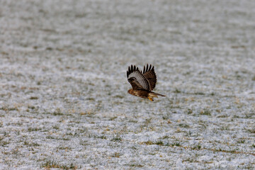 Common buzzard in a snowy field in winter
