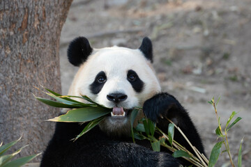 Happy Female Panda, Fu Bao, South Korea