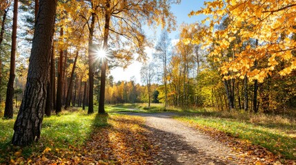 Naklejka premium A golden autumn forest bathed in warm sunlight, with colorful leaves carpeting the ground.