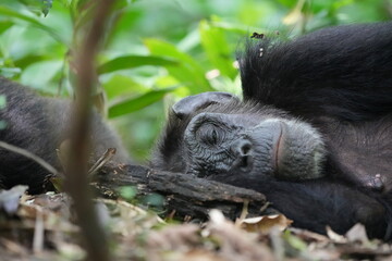 male chimpanzee sleeping on the forest floor of the kibale national forest uganda, 