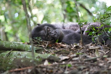 sleeping chiimpanzee, wallpaper background portrait, in the kibale national forest uganda