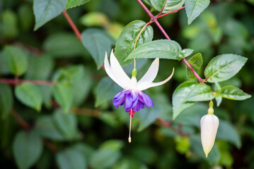 Selective focus of Fuchsia magellanica, beautiful flower in the garden. Hummingbird fuchsia or...
