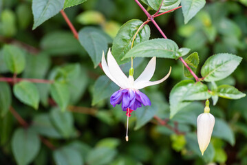 Selective focus of Fuchsia magellanica, beautiful flower in the garden. Hummingbird fuchsia or...