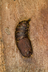 pupa or chrysalis of Lymantria dispar, oak processionary gypsy moth Sardinia, Italy.