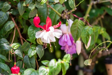 Selective focus of Fuchsia magellanica, beautiful flower in the garden. Hummingbird fuchsia or...