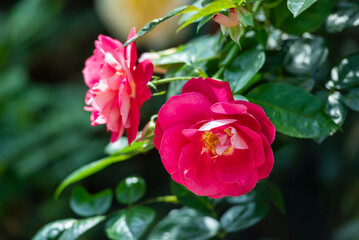 Beautiful flower of Camellia Japonica in the tropical garden.