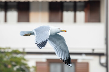 seagull in flight