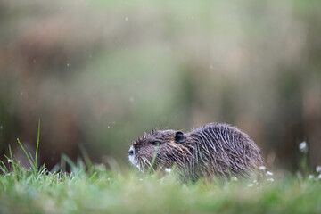 baby nutria in green gras