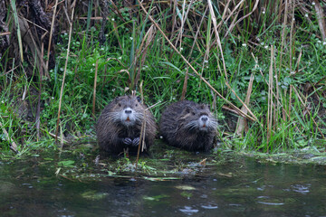 two baby nutria sibblings sitting by the water