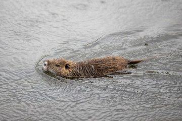 a baby nutria is swimming in the water