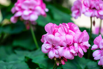 Beautiful pink pelargonium flowers in the real tropical garden.