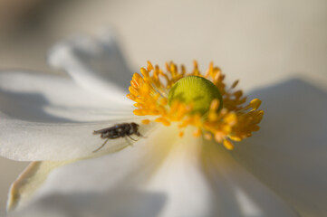 bee on flower