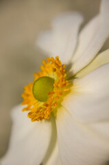 close up of yellow flower